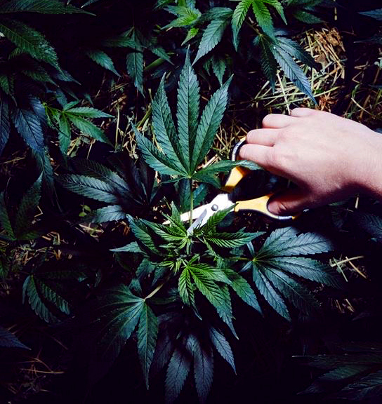 Weed Delivery in Chico, Marijuana Dispensary, NorCal Medicine Man