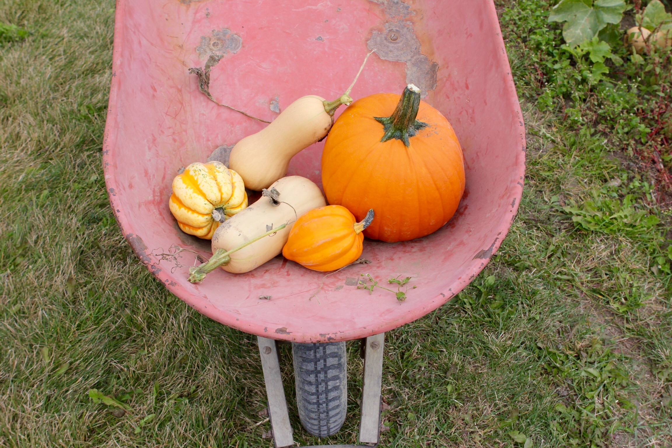 Pumpkin patch, SaintJosephduLac, Quebec In The Name Of Food
