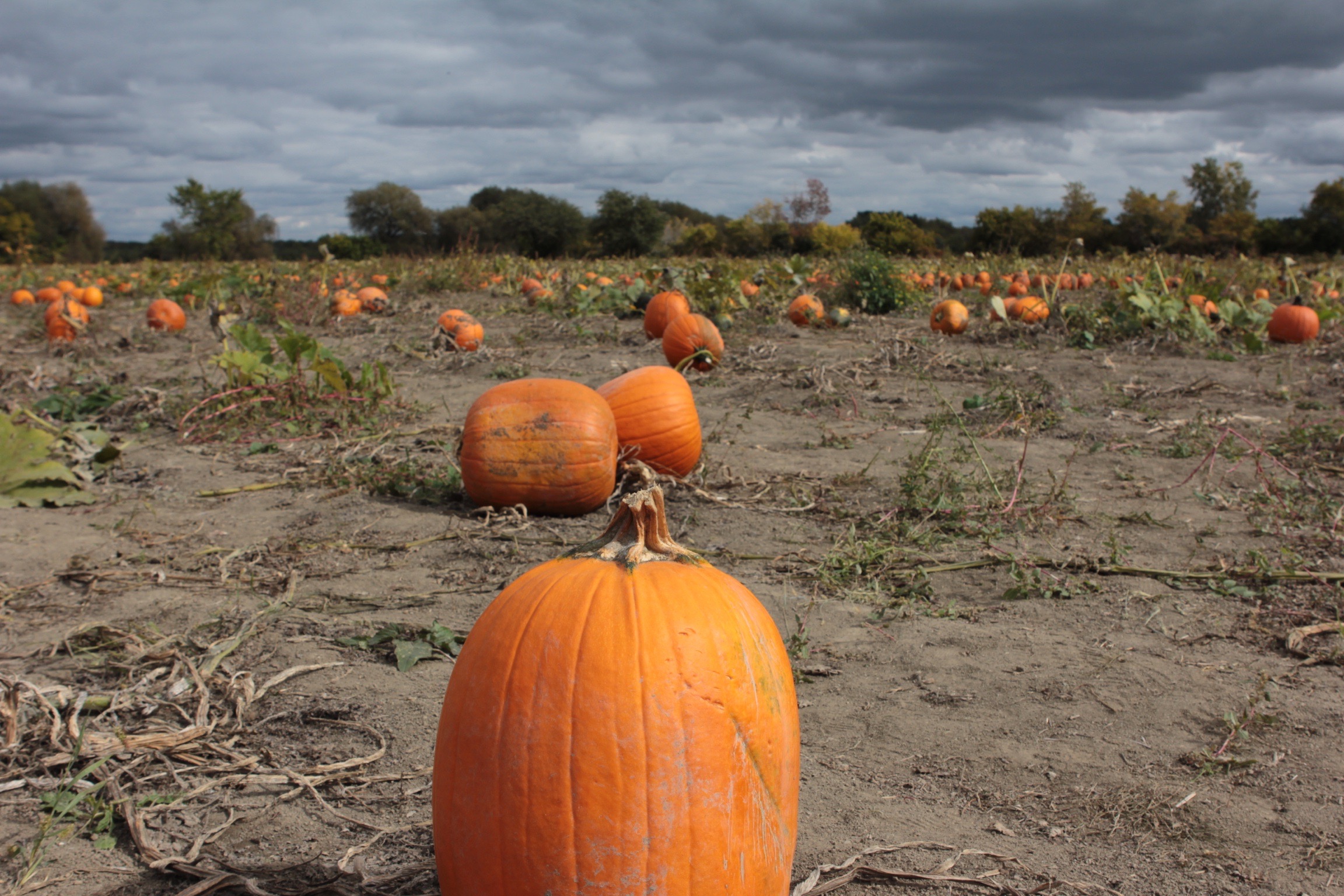 Pumpkin patch, SaintJosephduLac, Quebec In The Name Of Food