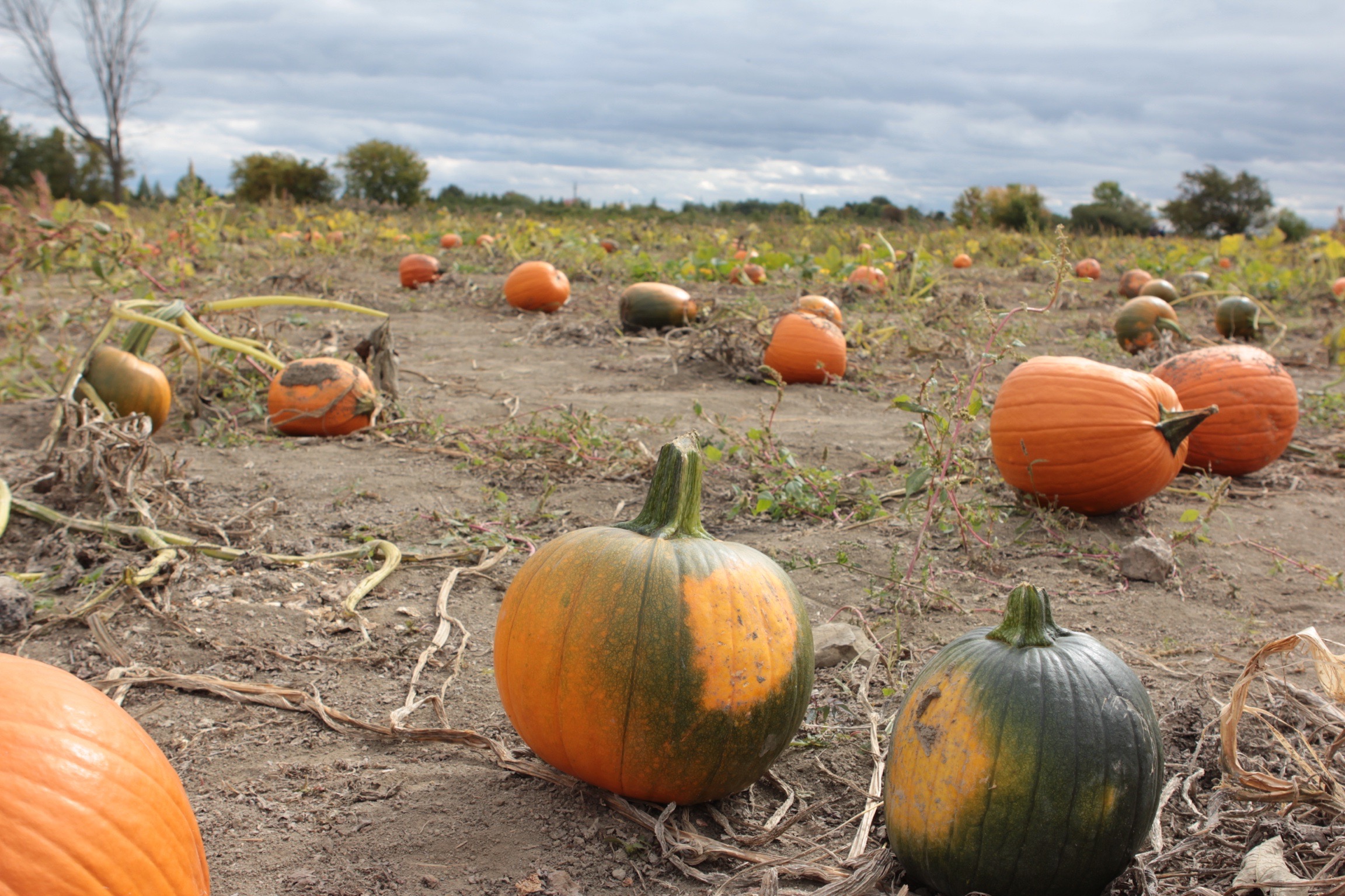 Pumpkin patch, SaintJosephduLac, Quebec In The Name Of Food