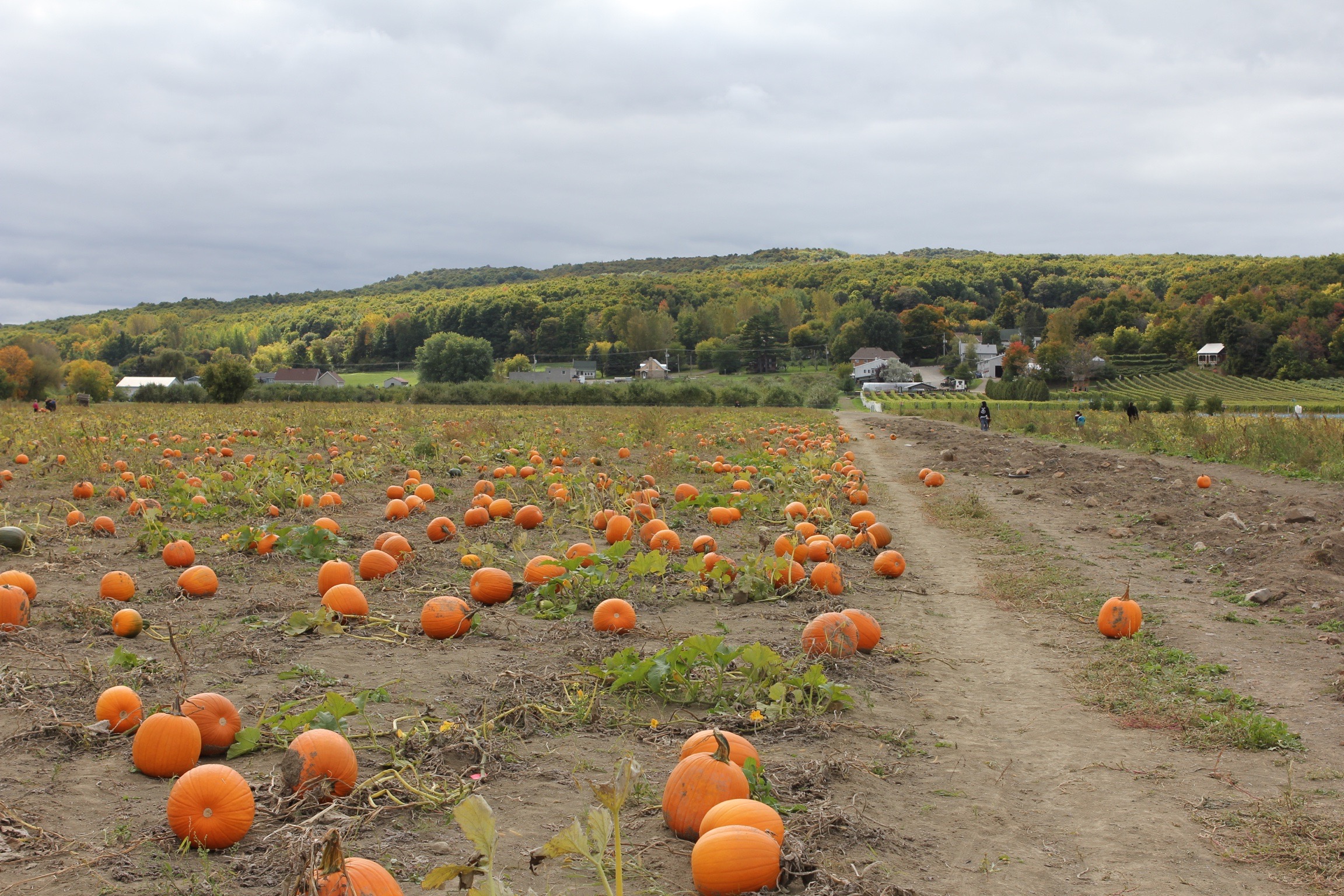 Pumpkin patch, SaintJosephduLac, Quebec In The Name Of Food