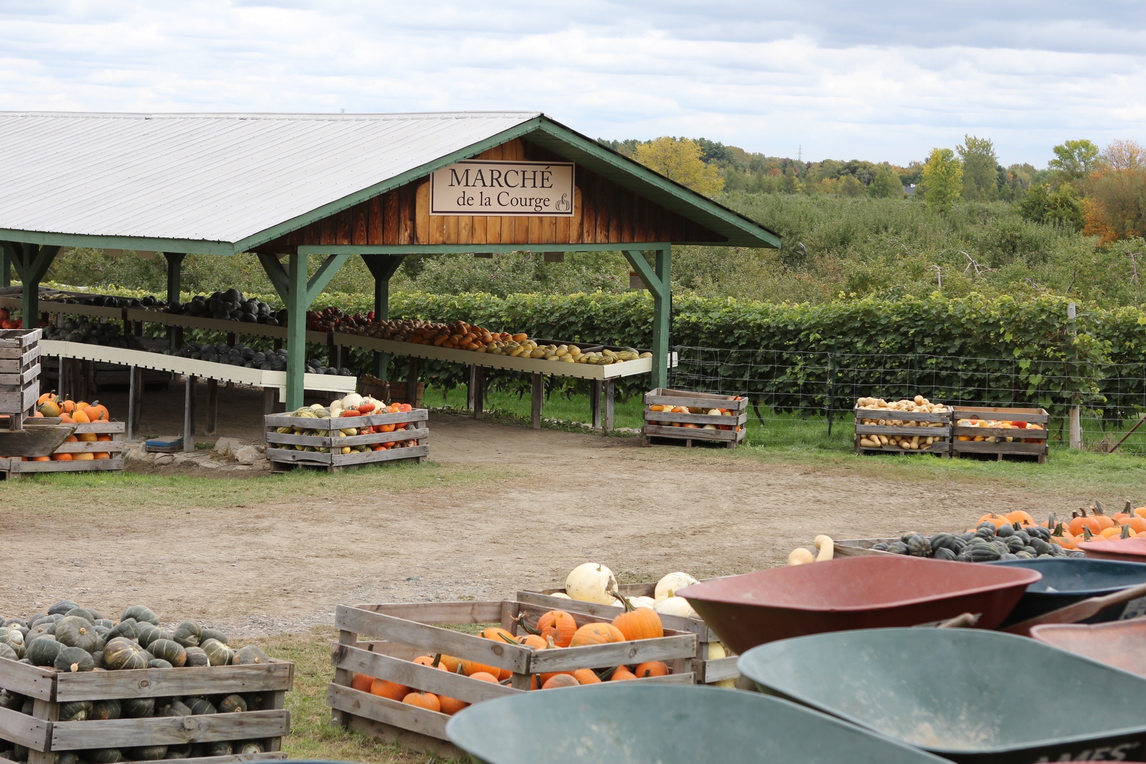 Pumpkin patch, SaintJosephduLac, Quebec In The Name Of Food