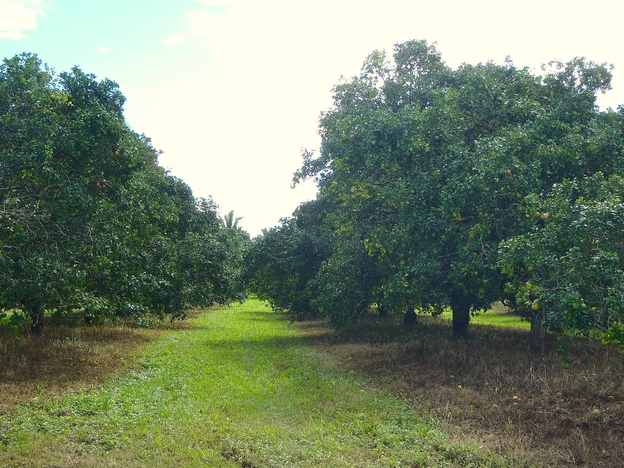 Agricultural Land in Belize Real Estate In Tropical Belize