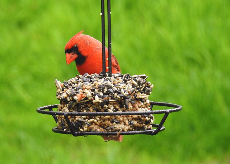 Snack Stacks Offer Your Backyard Birds A Hearty Treat