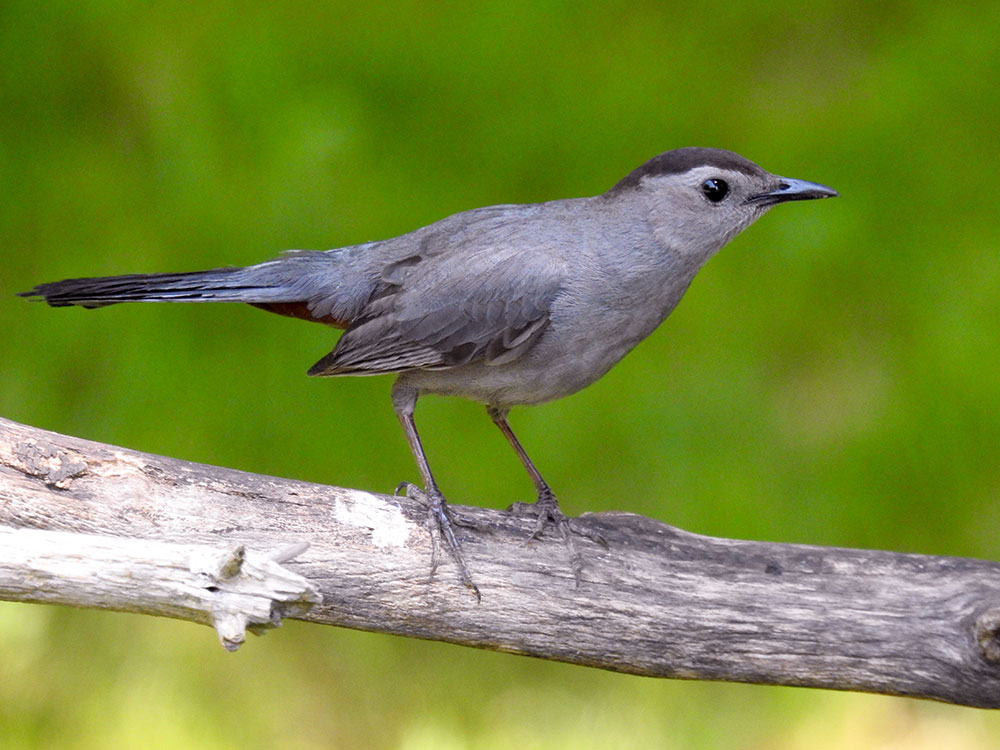 Gray Catbird is one cool cat as a backyard with a jazzy song