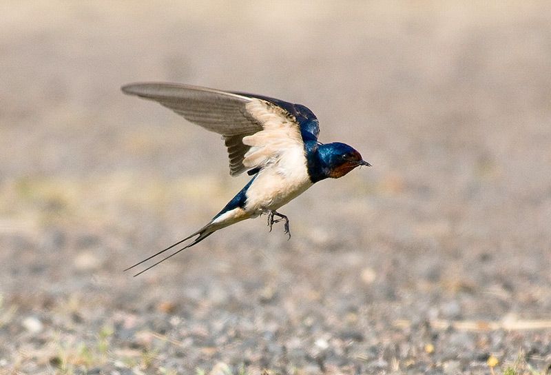 Mosquitoes Eating Microplastics Raises Fears About Bird S Safety