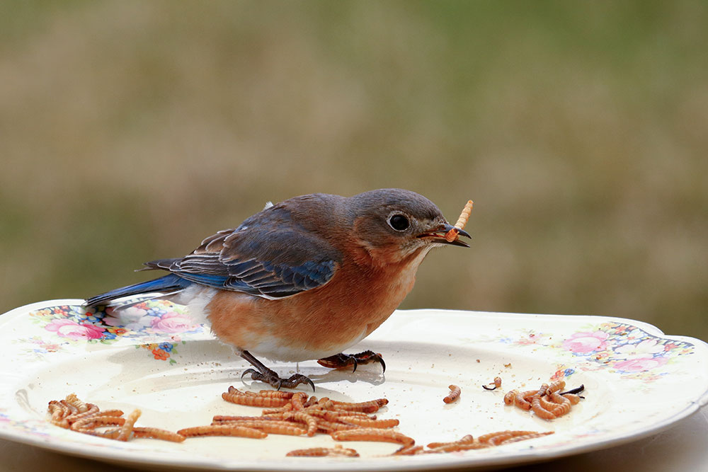 Top 8 Foods to Attract Winter Backyard Birds to Your Feeder intoBirds