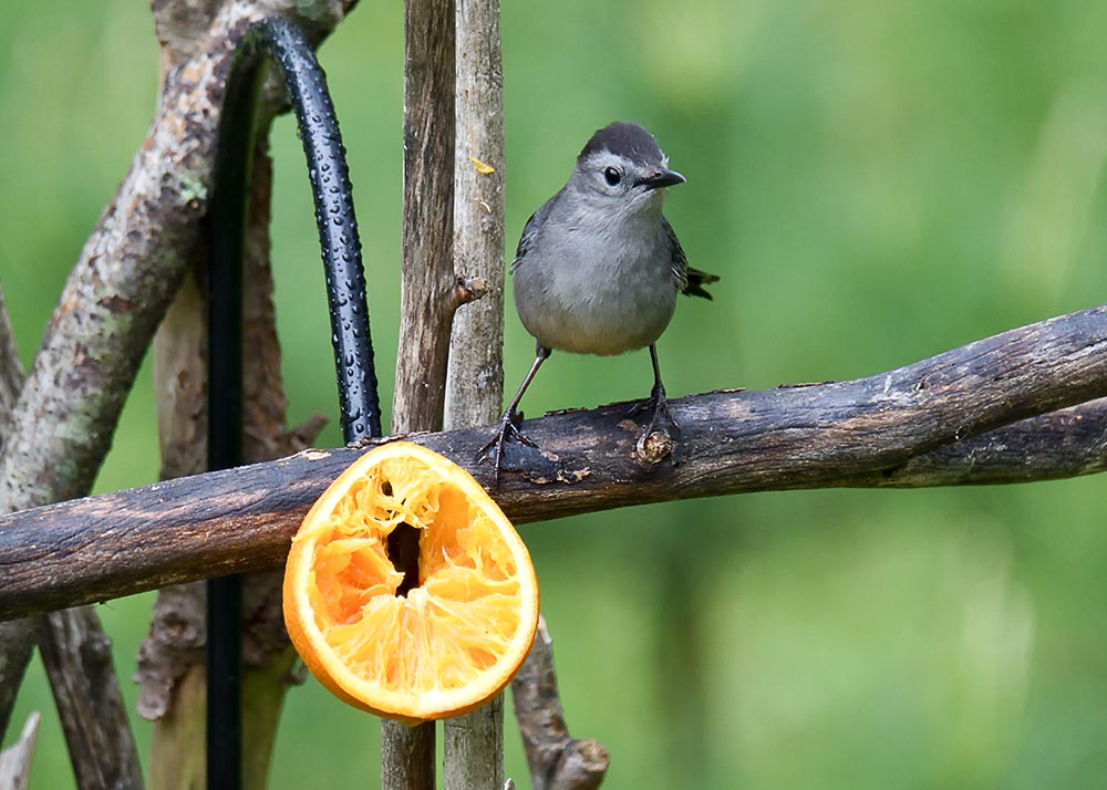 The Gray Catbird The Cat’s Meow of Birds intoBirds