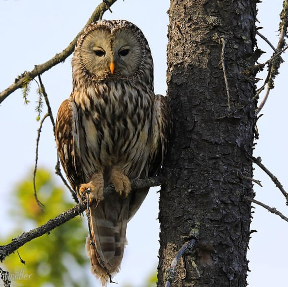 Ural Owl in Sweden intoBirds