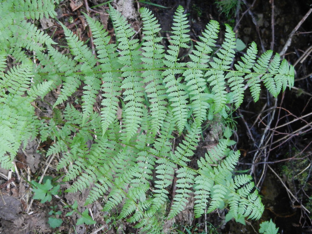 A Guide to Ferns of the Pacific Northwest IntoCascadia