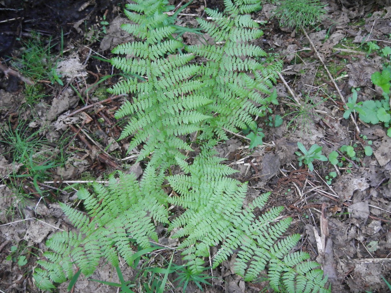 A Guide to Ferns of the Pacific Northwest IntoCascadia