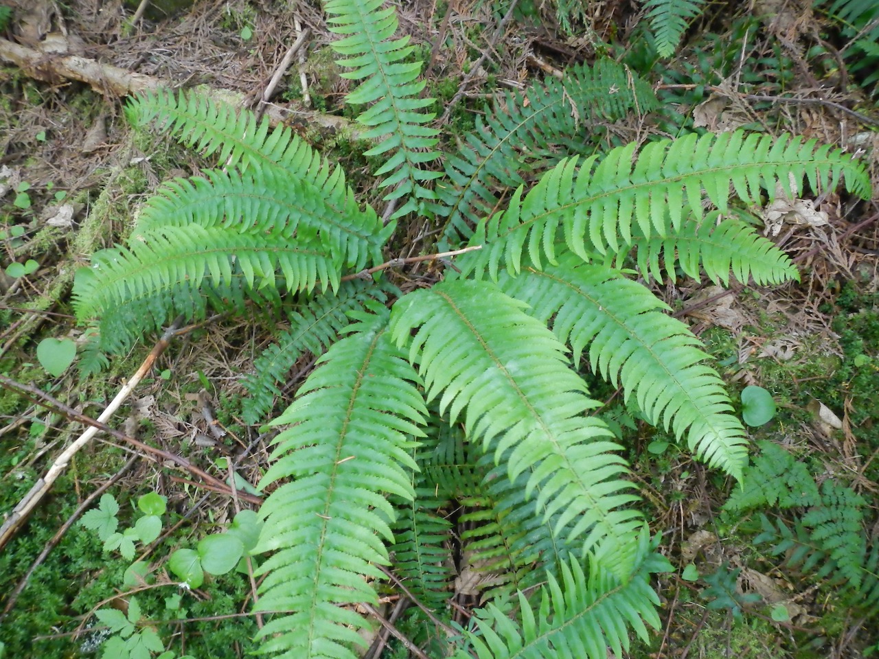 A Guide to Ferns of the Pacific Northwest IntoCascadia