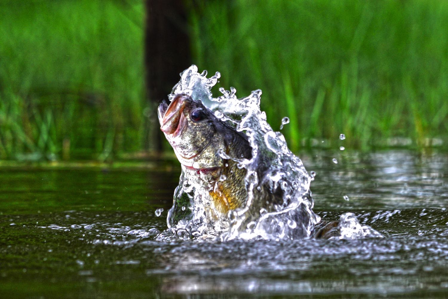 How to Fly Fish For Bass An Angler's Guide Into Fly Fishing