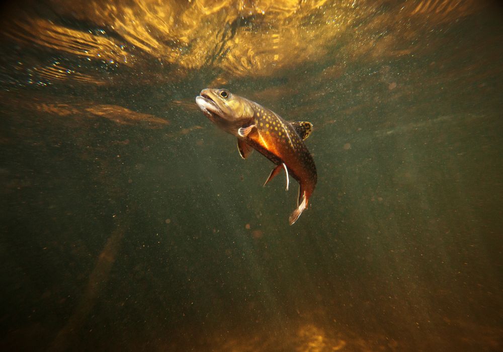 What Do Brook Trout Eat? Into Fly Fishing
