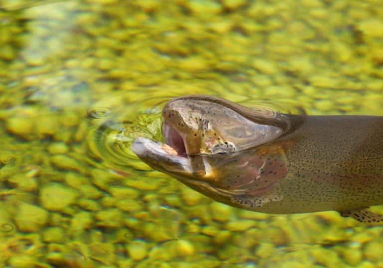 Technique Into Fly Fishing
