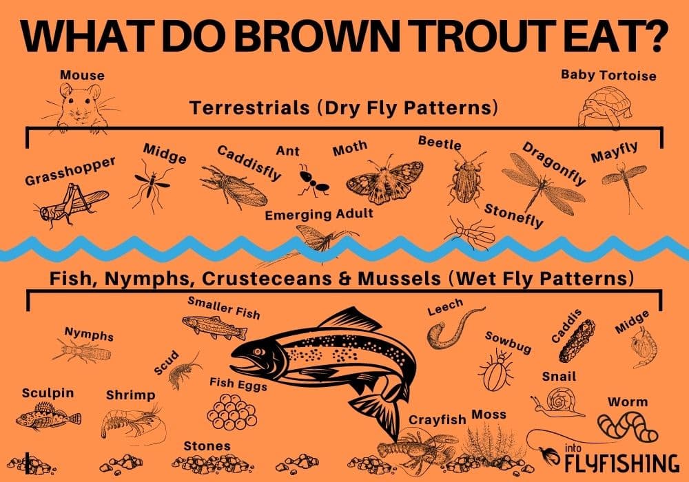 What Do Brown Trout Eat? Into Fly Fishing