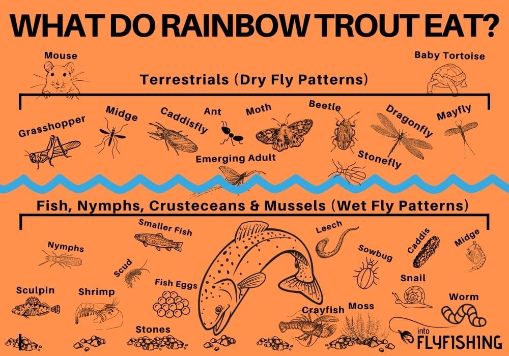 What Do Rainbow Trout Eat? Into Fly Fishing