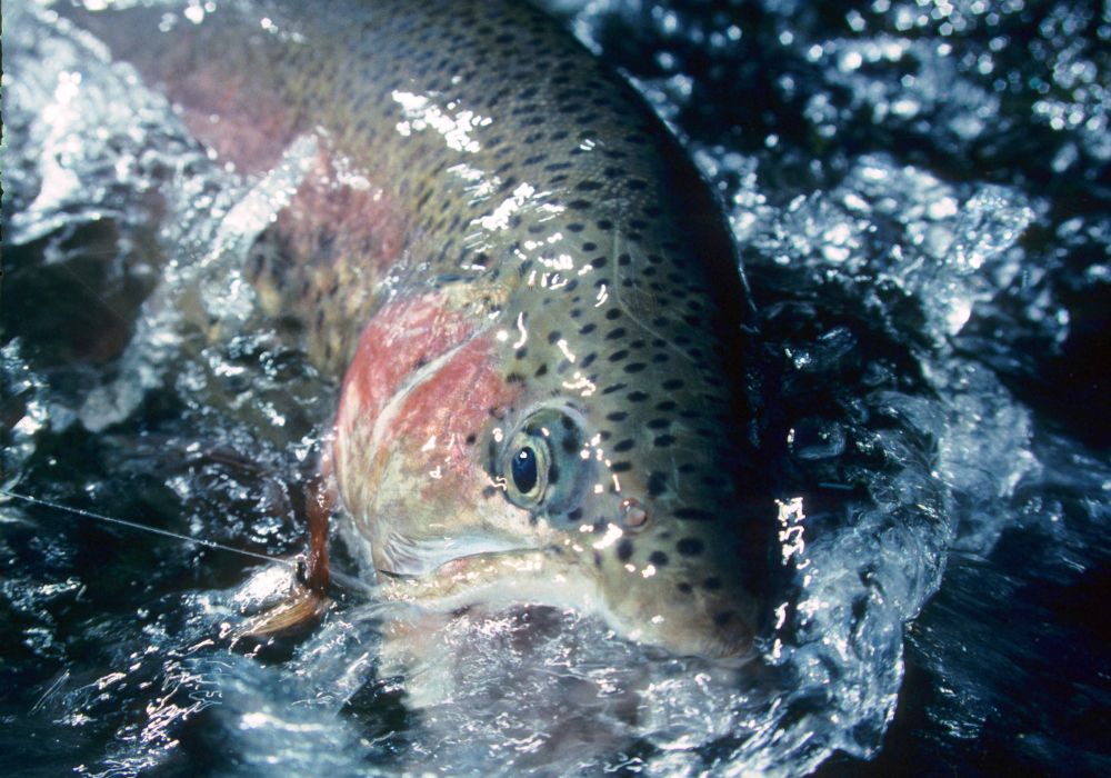 What Do Rainbow Trout Eat? Into Fly Fishing