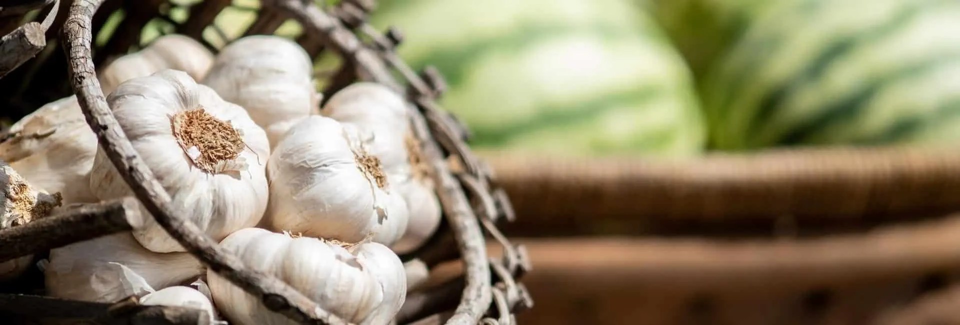 Garlic Intolerance Symptoms & Intolerance to Garlic