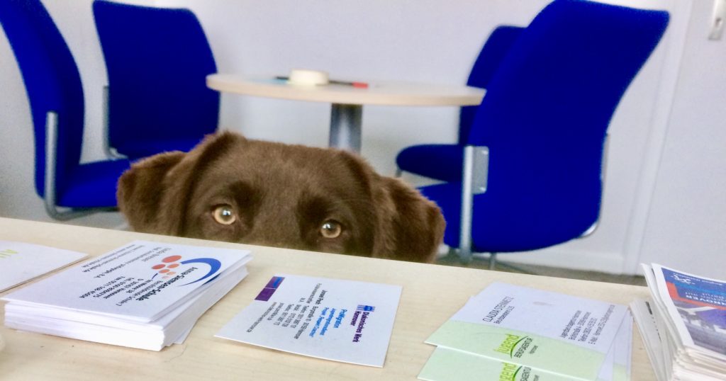 5 Berufe mit Hund intombi