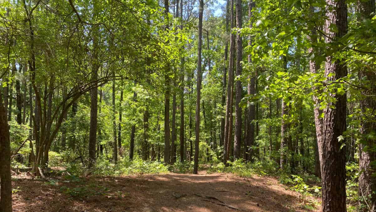 Trees of Arkansas A Comprehensive Guide to Native Species Into The