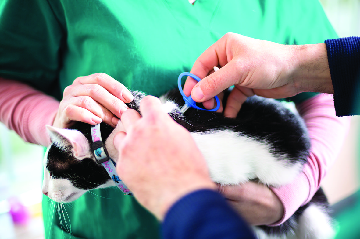Advice on Microchipping your Pet Into The Vale