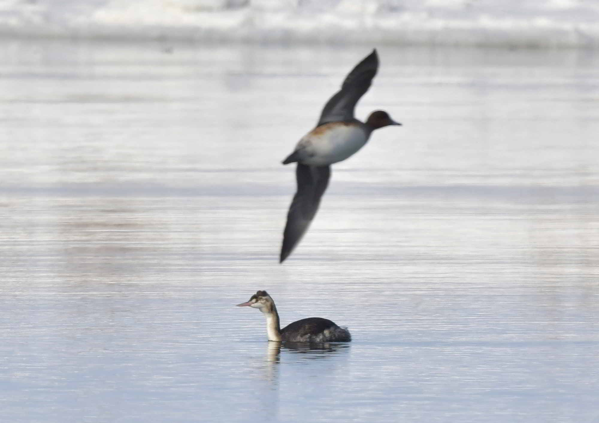カンムリカイツブリの若鳥に遭遇です | nature guide Into the Woods