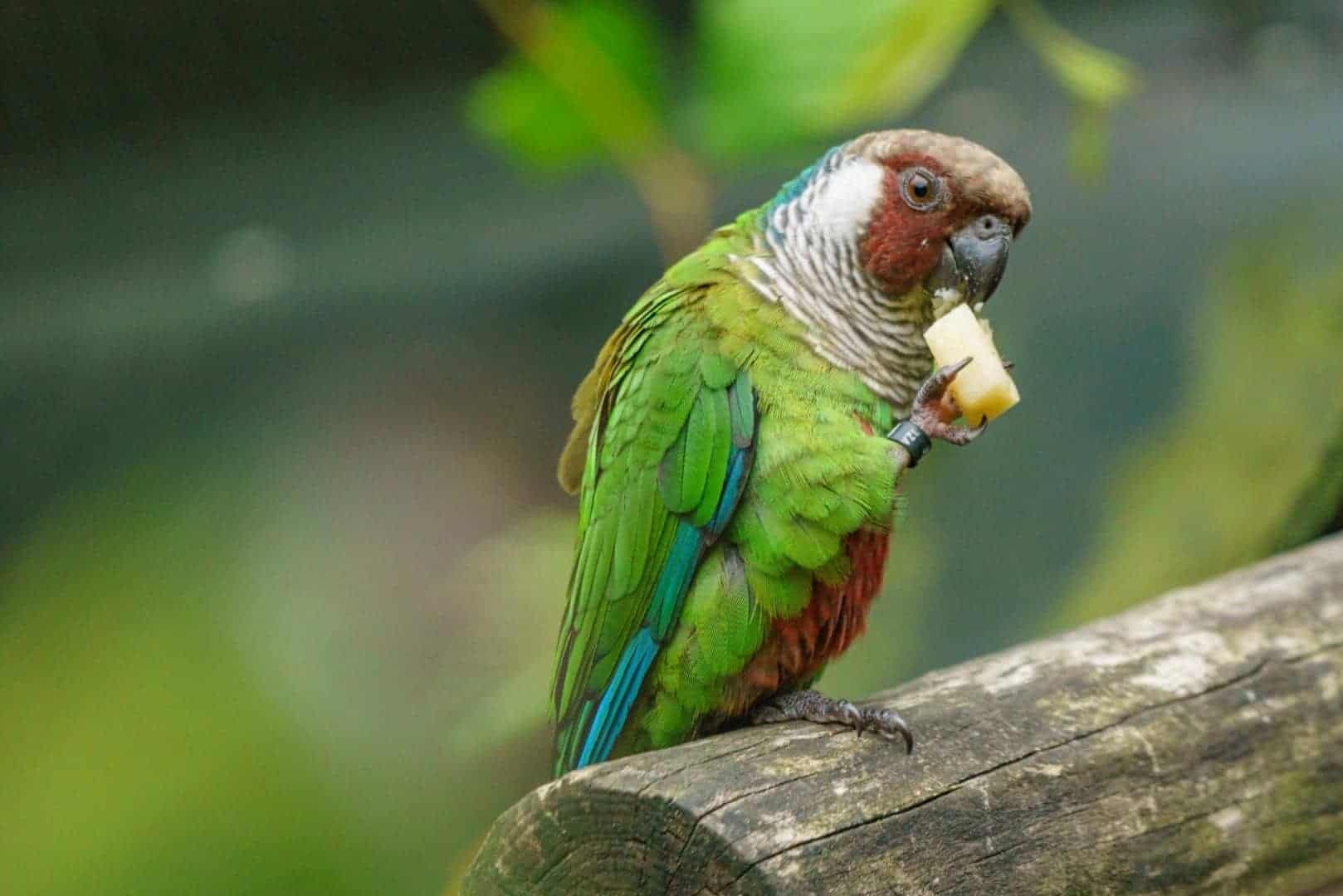 Can Birds Really Eat Cheese? Pros & Cons? [Video]