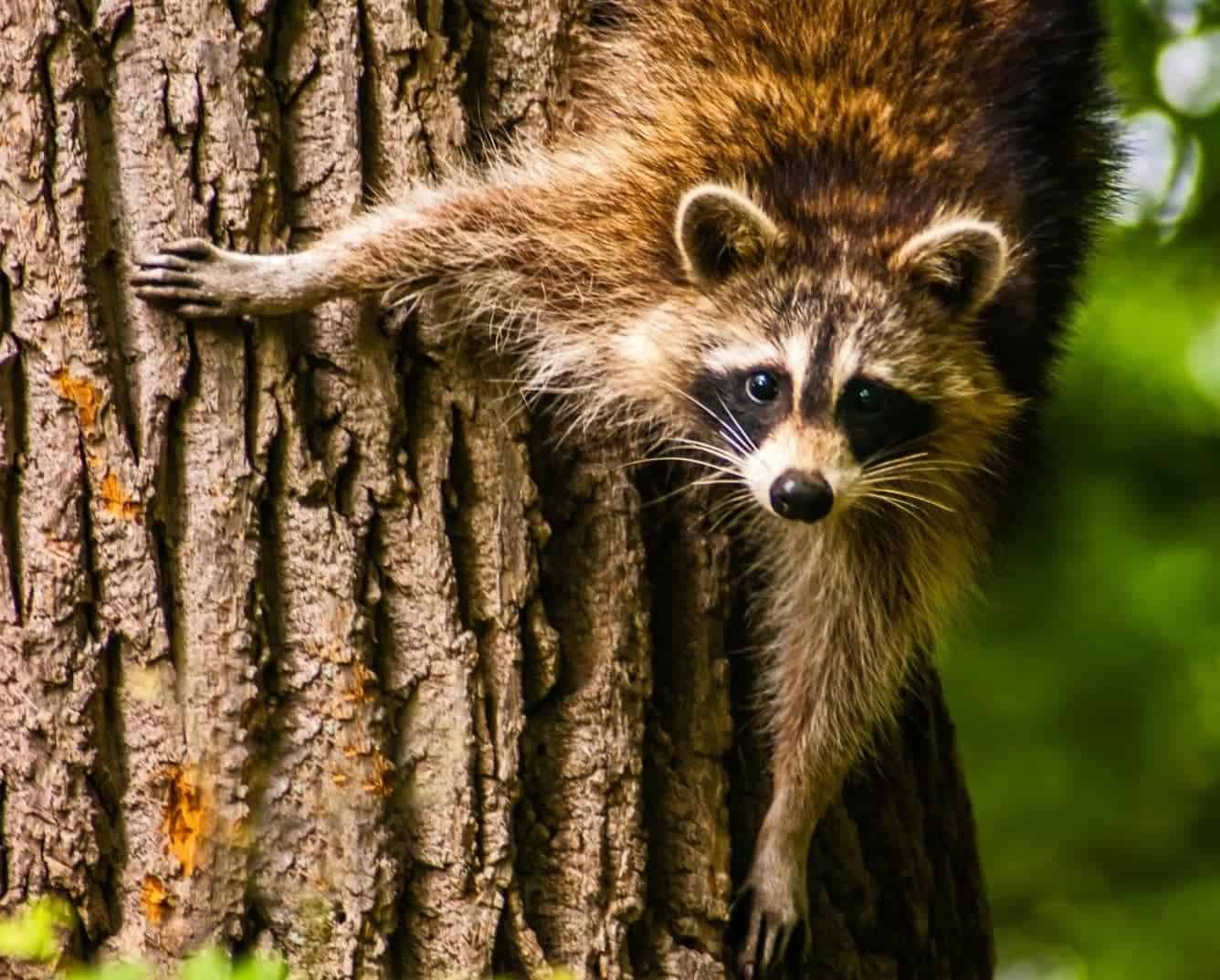 When Do Raccoons Come Out? At Night? 8 PM?