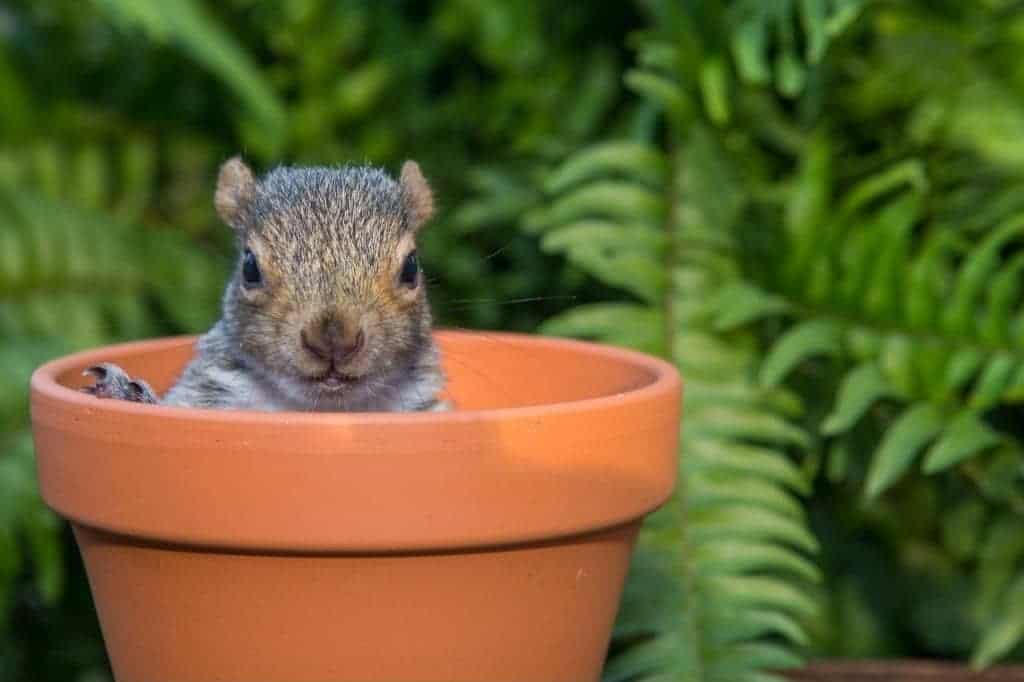 Baby Food! The Special List of What Do Baby Squirrels Eat? (Video)
