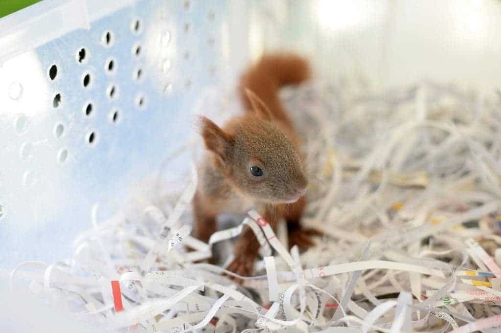 Baby Food! The Special List of What Do Baby Squirrels Eat? (Video)