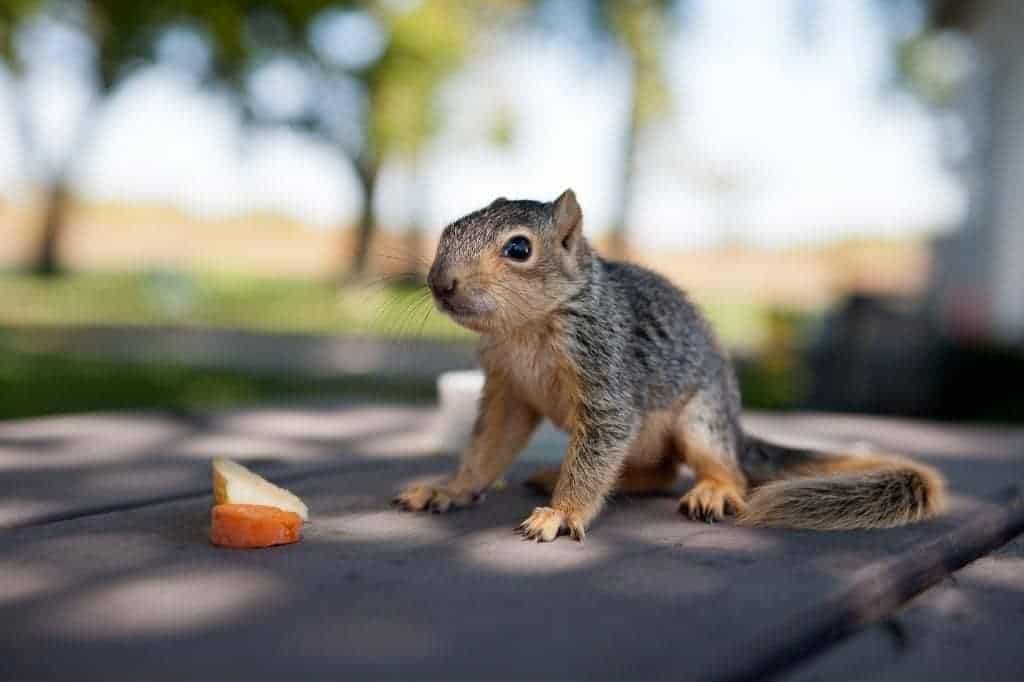 Baby Food! The Special List of What Do Baby Squirrels Eat? (Video)