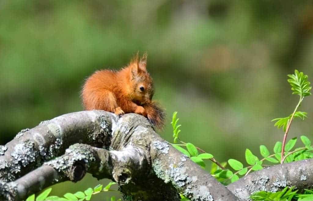 Baby Food! The Special List of What Do Baby Squirrels Eat? (Video)