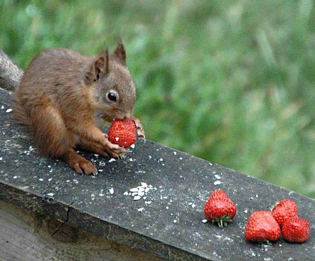 Juicy! Do Squirrels Eat Strawberries & Go Nuts!? (Video)