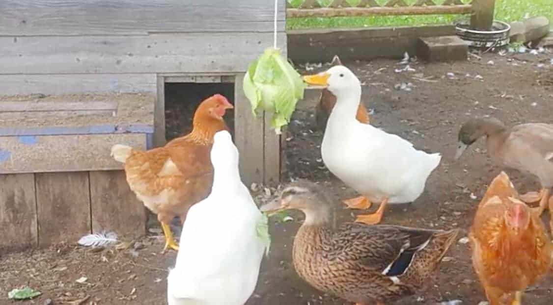 Can Ducks Eat Cabbage? Raw or Cooked? (Red Cabbage?)