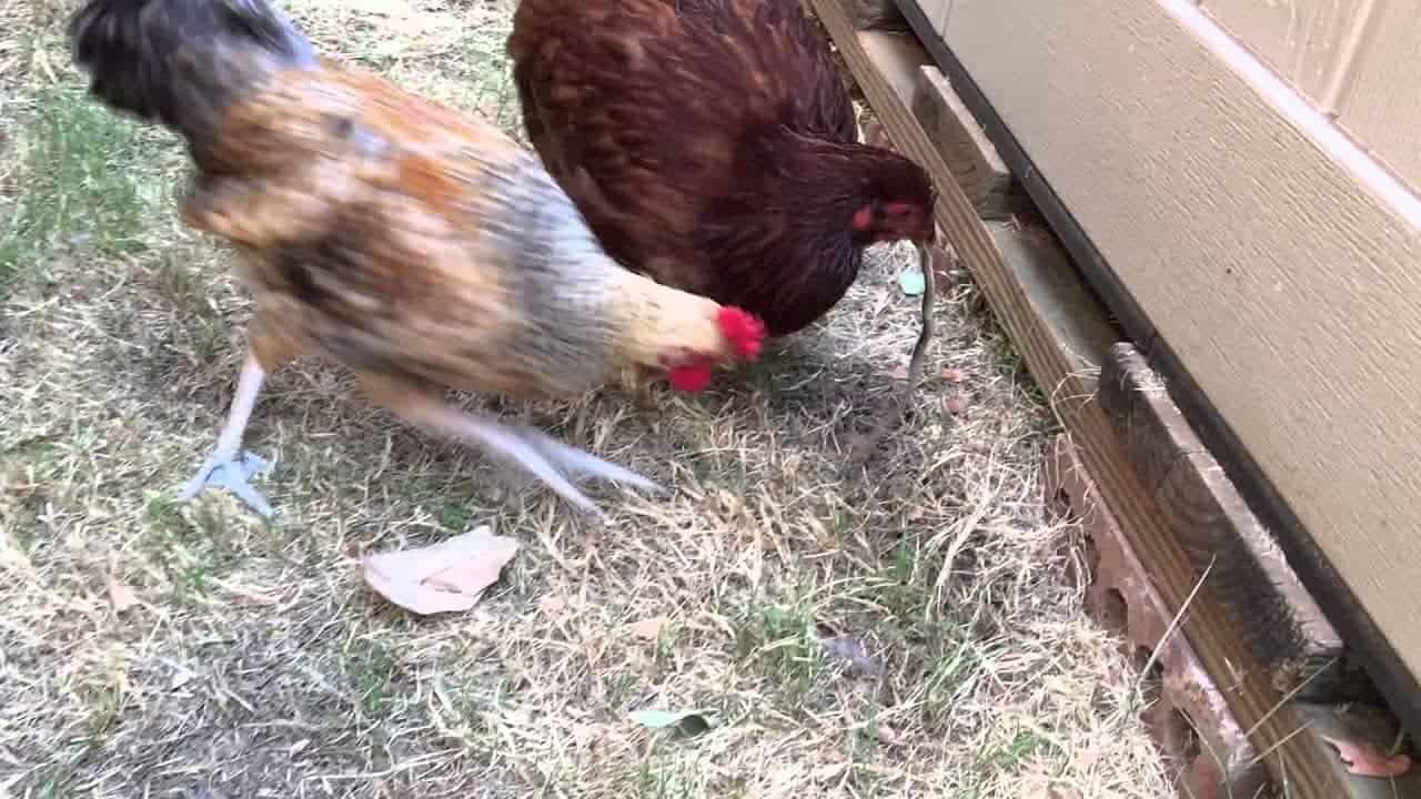 Do Chickens Really Eat Snakes? (How Big?)