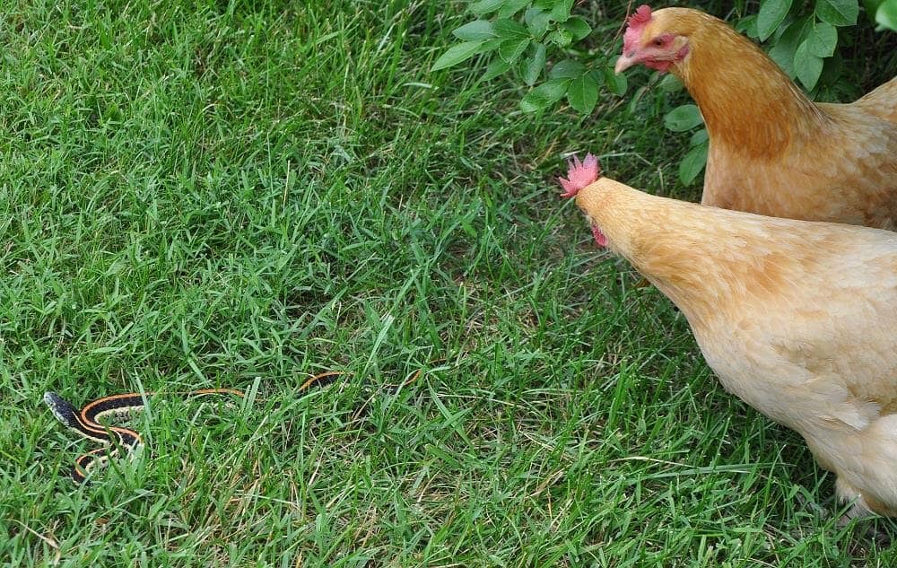 Do Chickens Really Eat Snakes? (How Big?)