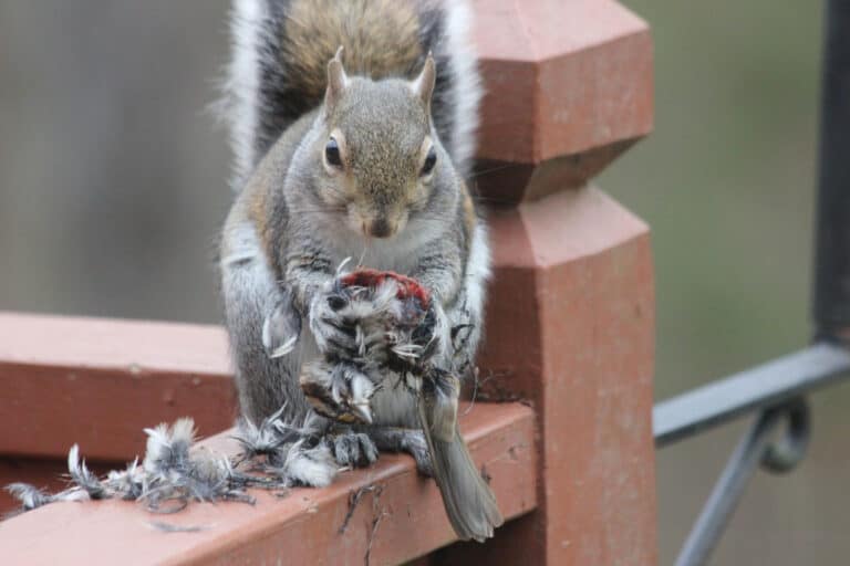 Do Squirrels Eat Birds And Their Babies? Into Yard