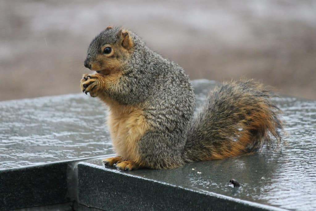 Where Do Squirrels Go When It Rains? Into Yard