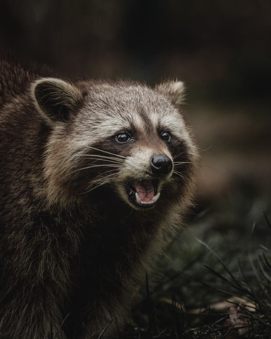 What to do if a raccoons bite you? Into Yard