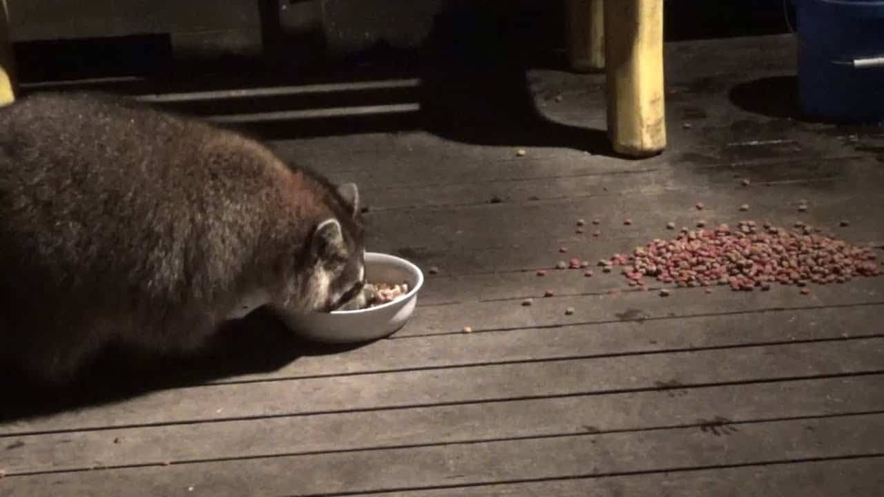 Can raccoons eat soup? Winter Or Summer? Into Yard