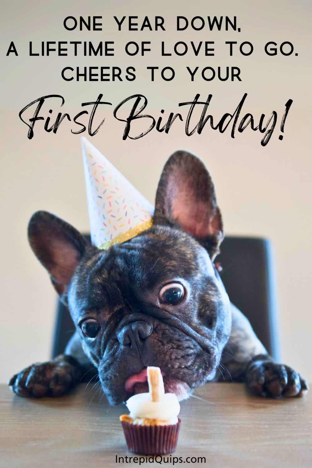 81 Dog Birthday Captions And Quotes To Celebrate Your Pup's Special Day