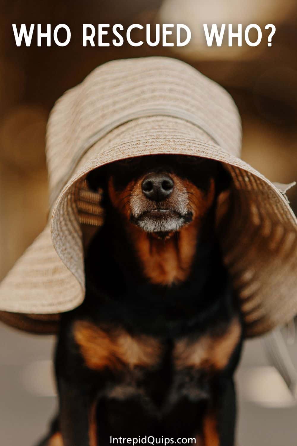 171 Rescue Dog Quotes And Captions For Pawsitively Heartwarming Tails Of Love •