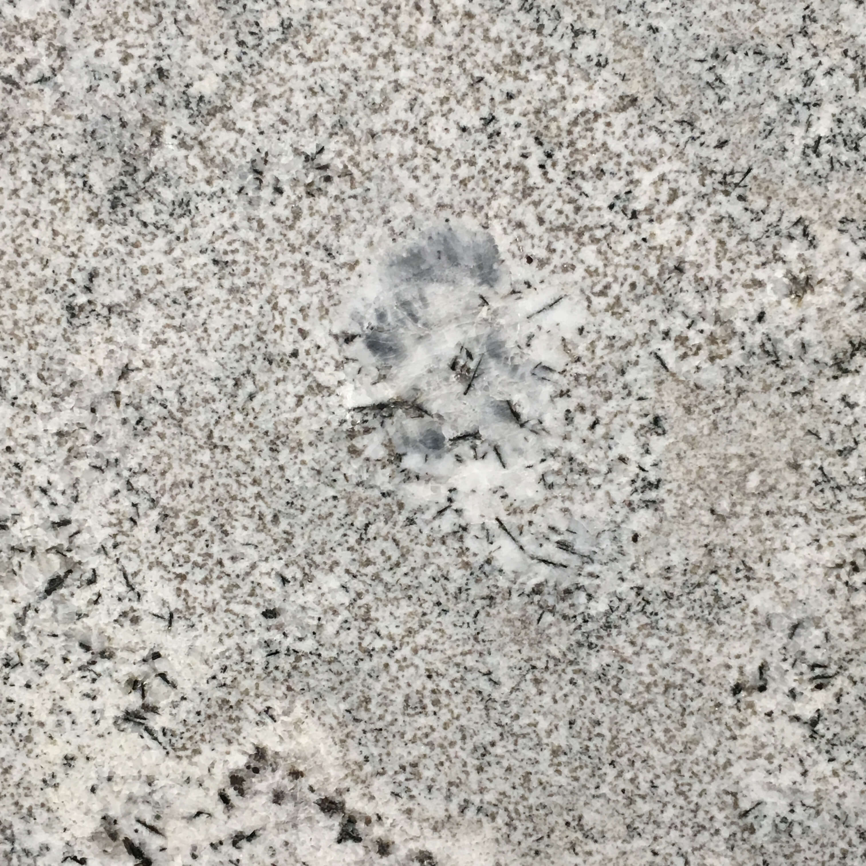 Blue Flower Granite Slab Intrepid Marble and Granite