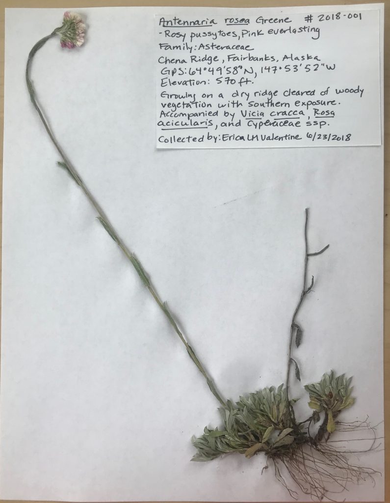 ELMValentine Plant Voucher Specimen BIOL F190 Intro to Alaska Flora