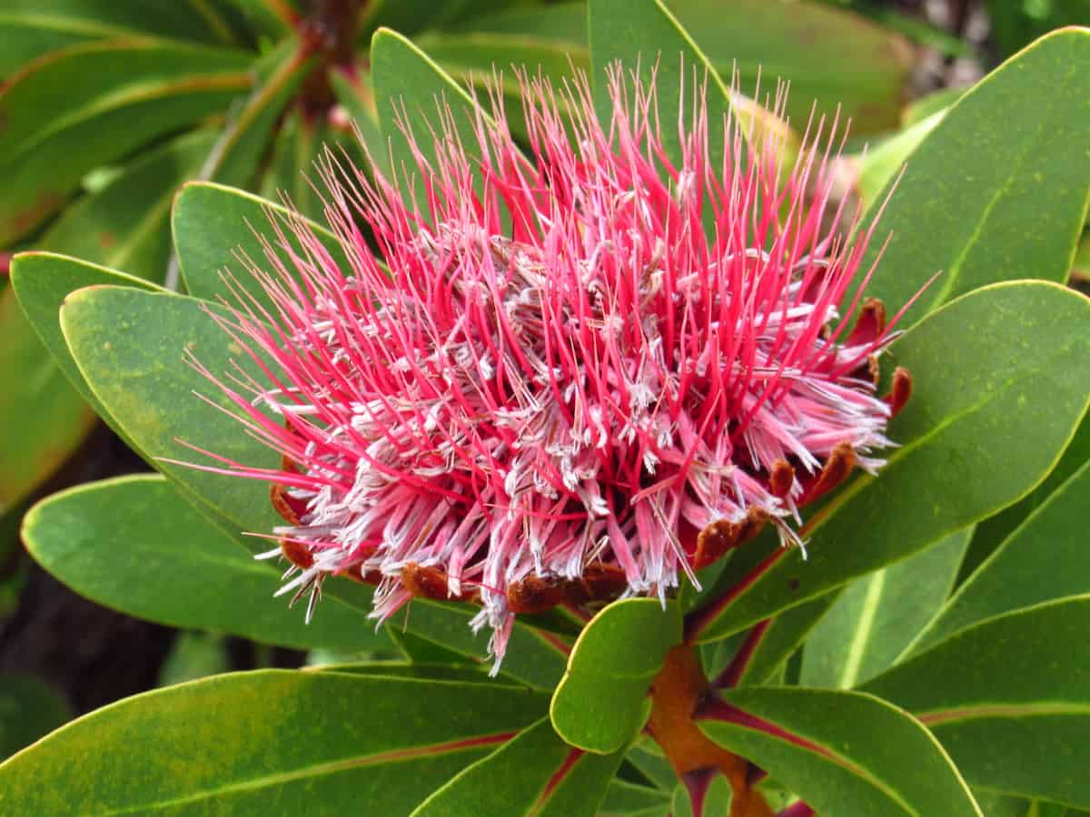 The Amazing Flowers Of Africa A Guide To The Best Of Them