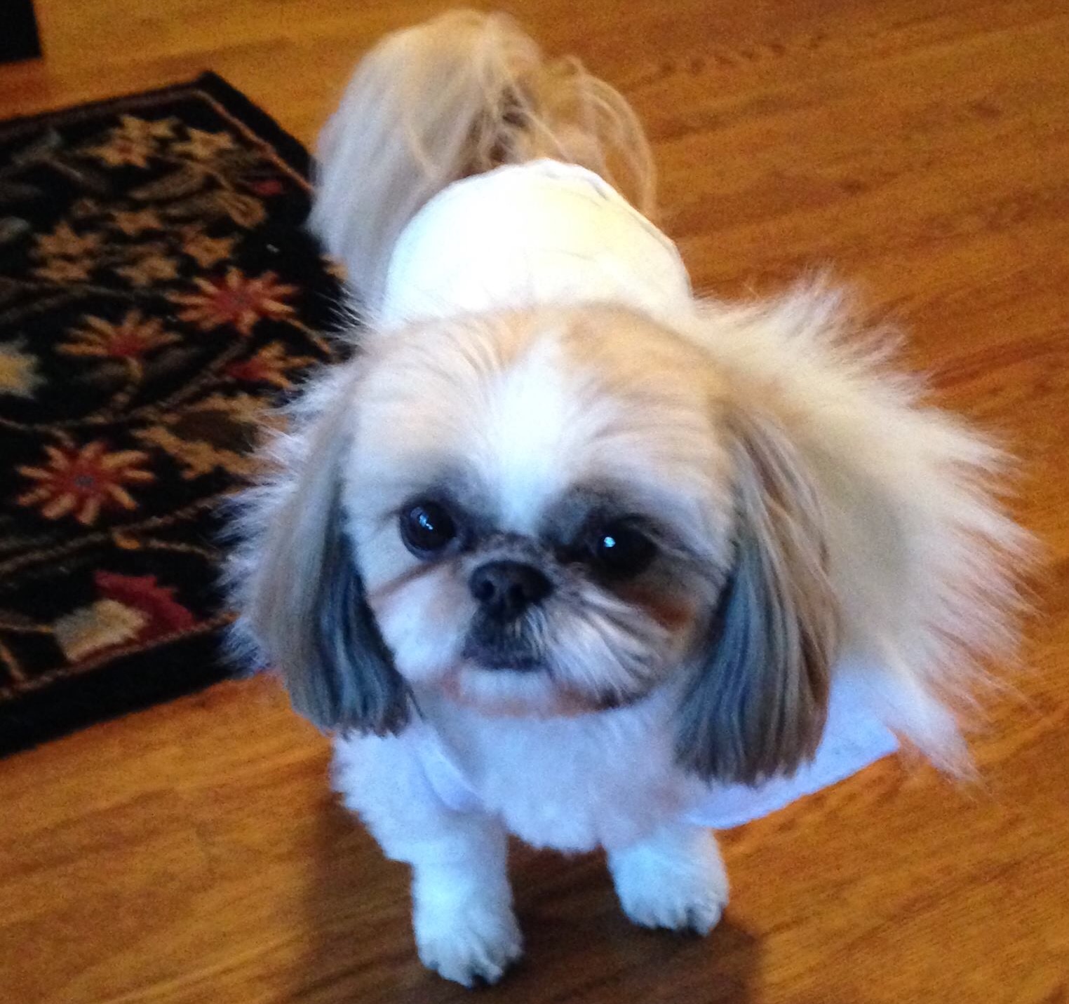 Breeder Orlando Shih Tzu Puppies Tampa, Florida