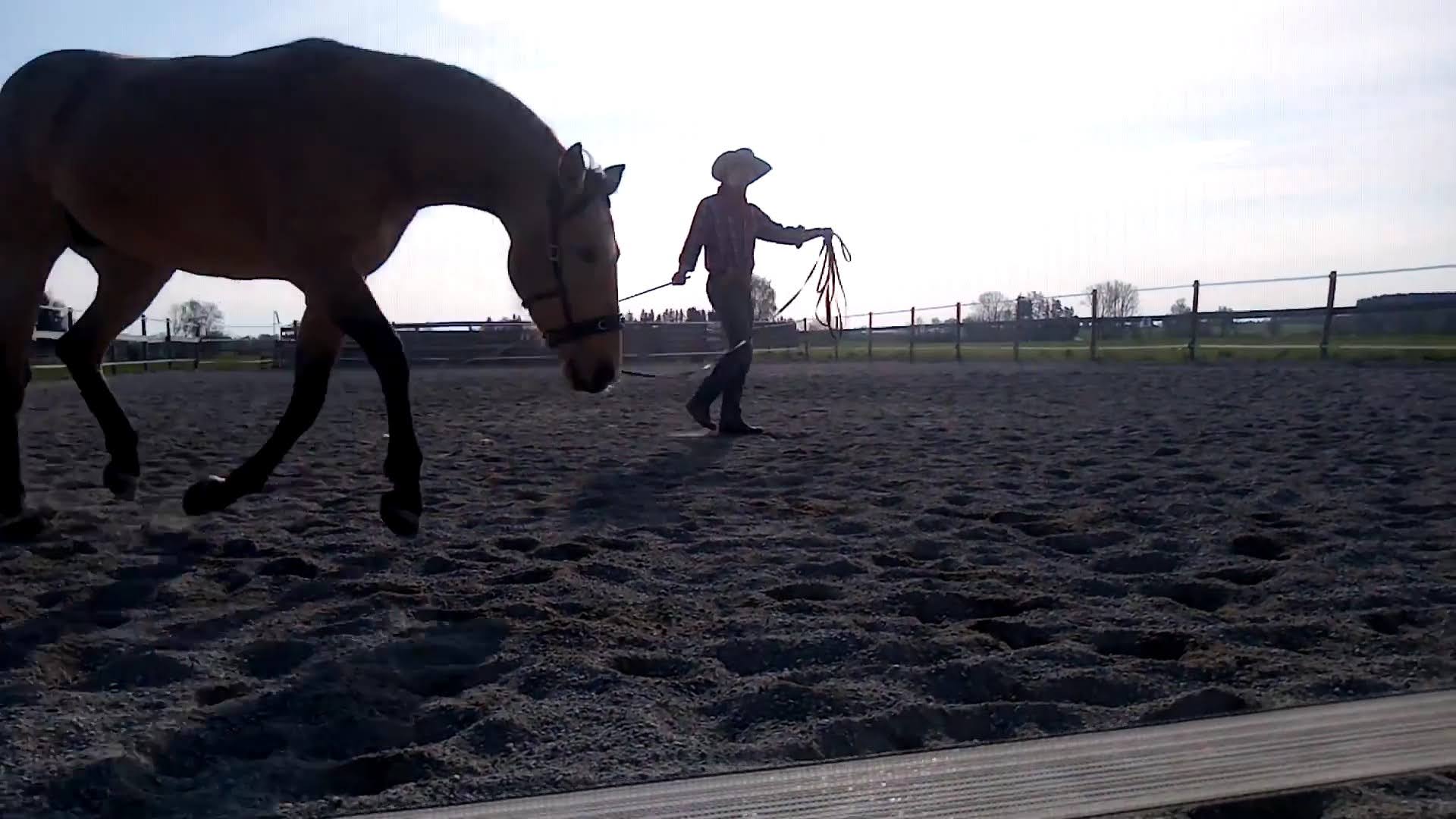 Longieren statt Zentrifugieren