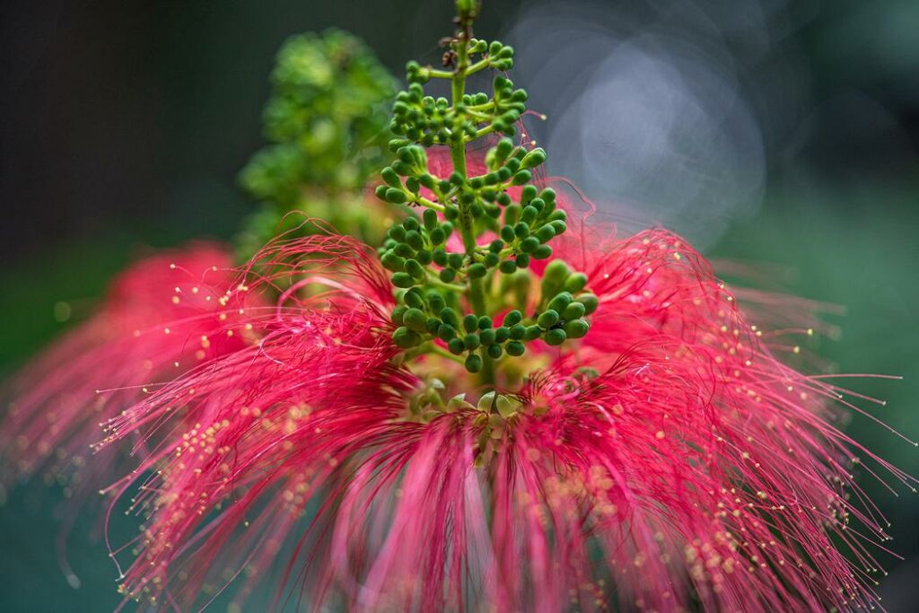 Magical plants10 Magical Plants You Didn't Know Exist Intuitive Journey