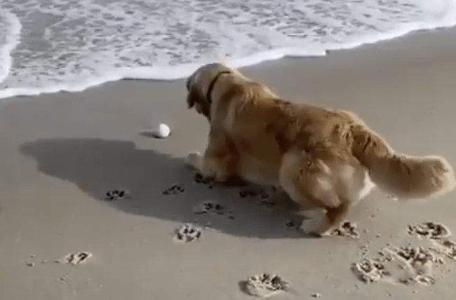 あぁ〜ボールが波に流されちゃうよ！でも海は怖いんだ…。 いぬのこと。